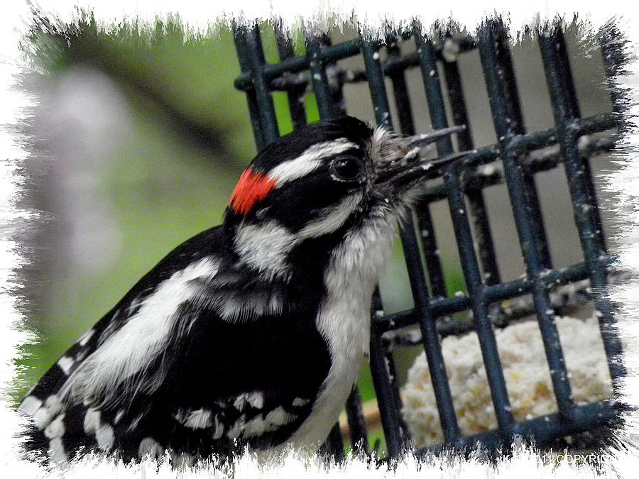 Mr Downy Woodpecker Photograph by Kim Galluzzo Wozniak