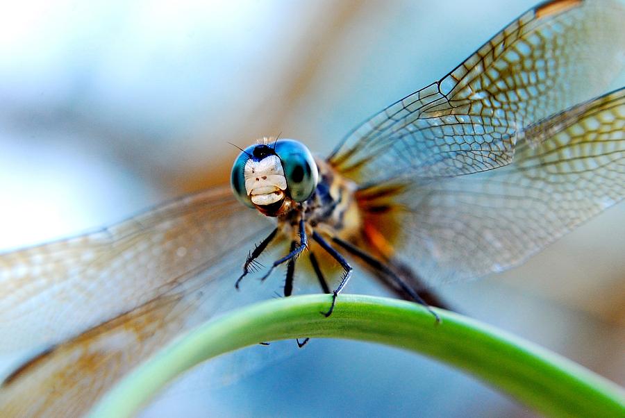 Nature Photograph - Mr Fly by Kendra Longfellow