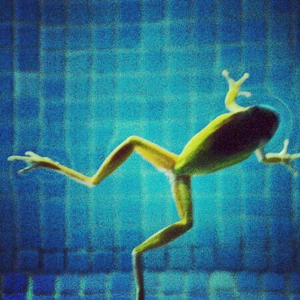 Mr Frog Using My Pool.. :) Photograph by Heidi Tucker