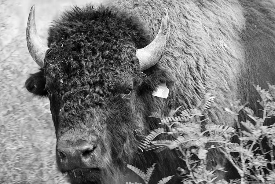 Mr Goodnights Bison Photograph by Melany Sarafis