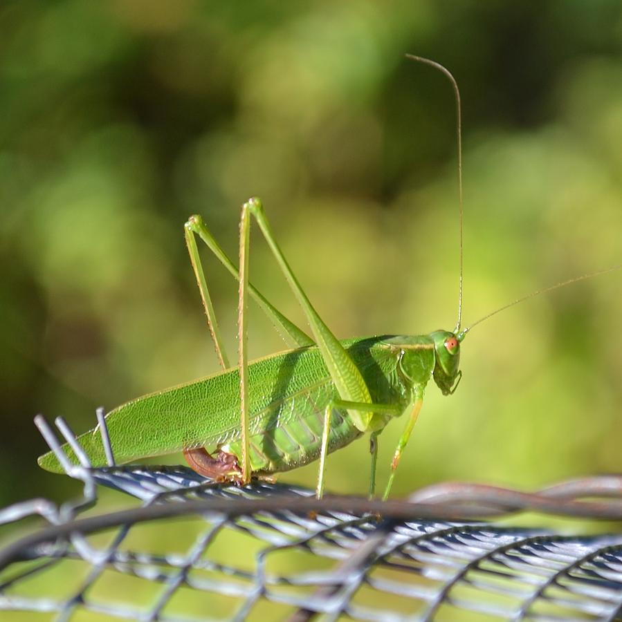 Grasshopper Photograph - Mr Grasshopper by Mary Zeman