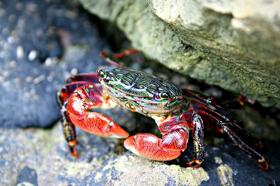 Crab Photograph by Alma Yamazaki