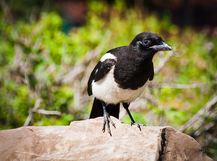 Mr. Magpie Photograph by Cheryl Baxter