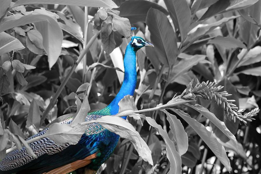 Bird Photograph - Mr. Peacock 2 by Elizabeth  Doran