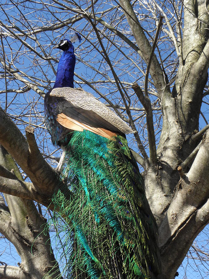 Mr Peacock Photograph by Kim Galluzzo