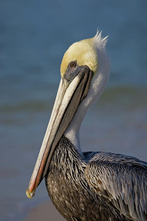 Mr Pelican Photograph by Nick  Shirghio
