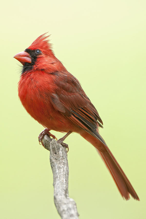Cardinal Photograph - Mr. Redbird by Bonnie Barry