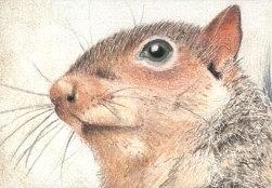 Mr. Squirrel - ACEO Drawing by Ana Tirolese
