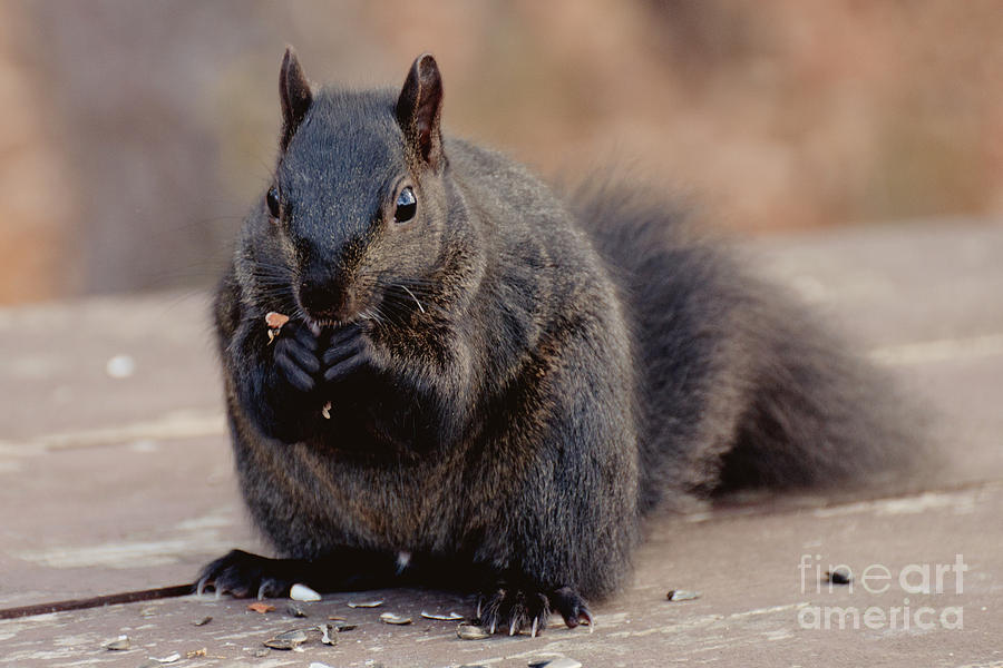Mr. Squirrel Photograph by Cheryl Baxter