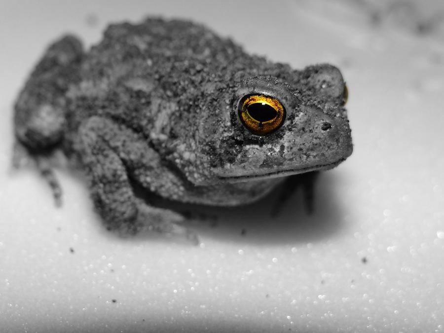 Nature Photograph - Mr. Toad by Dark Whimsy