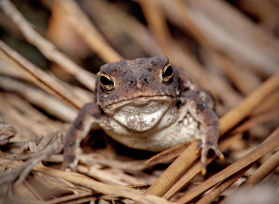 Mr. Toad Photograph by Nick  Shirghio