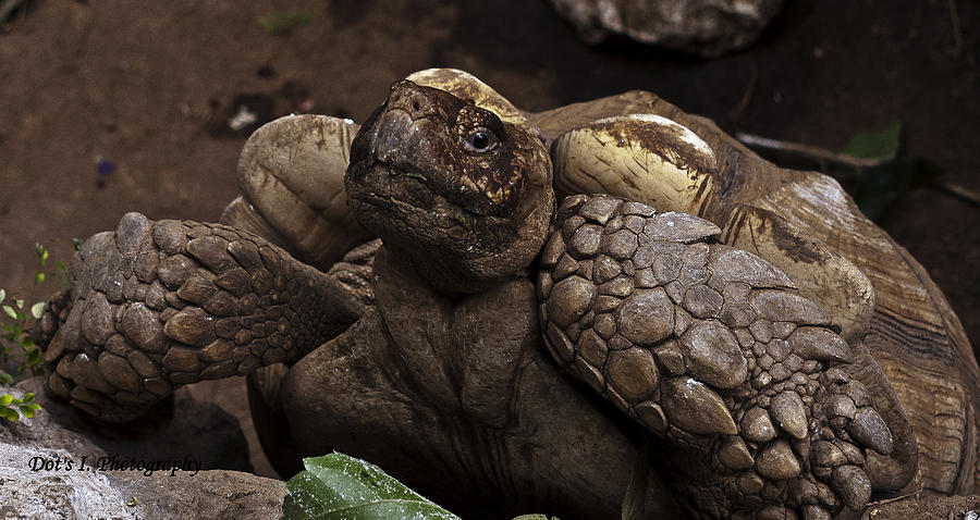 Mr. Tortoise Photograph by Dorothy Hilde