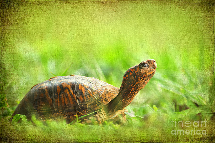 Nature Photograph - Mr Turtle by Darren Fisher