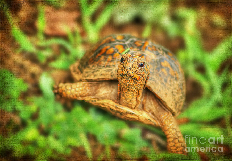 Nature Photograph - Mr Turtle II by Darren Fisher