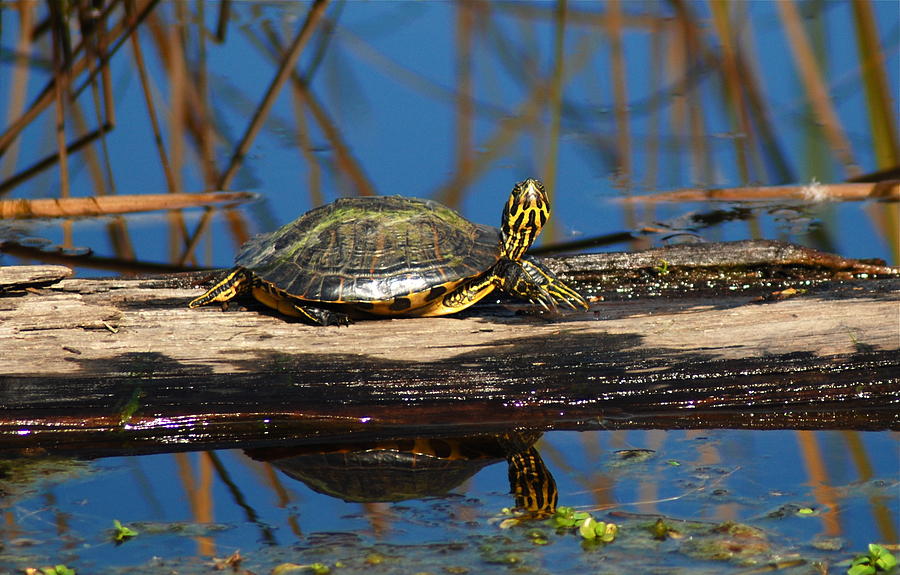 Mr Turtle  Photograph by Kathy Gibbons