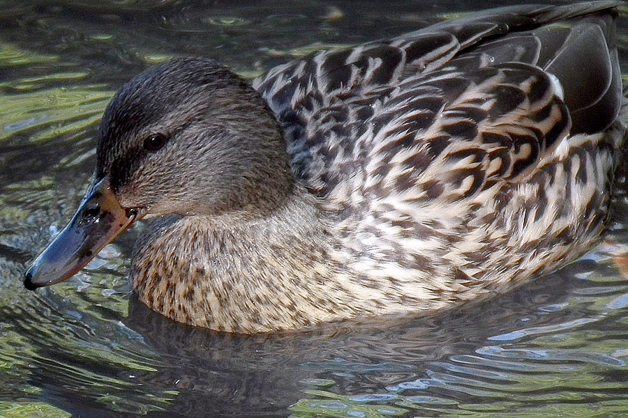 mrs-mallard-photograph-by-andrew-knott-fine-art-america