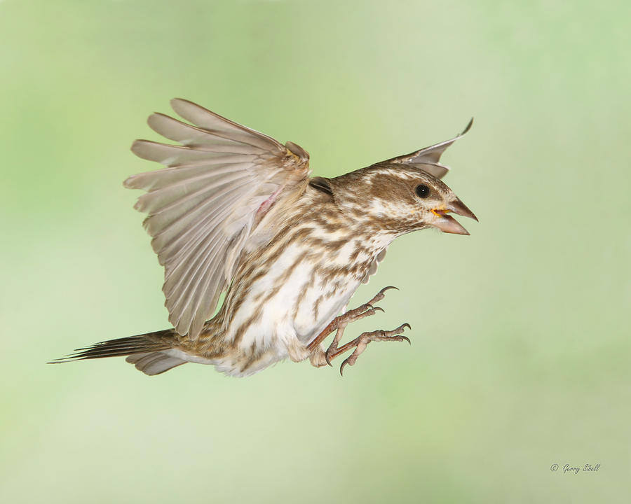 Mrs. P Finch Photograph by Gerry Sibell