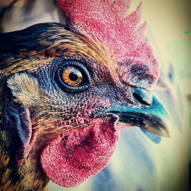 Chicken Photograph - Ms. Julia, My Moms Rescue Chicken by Emma Holton