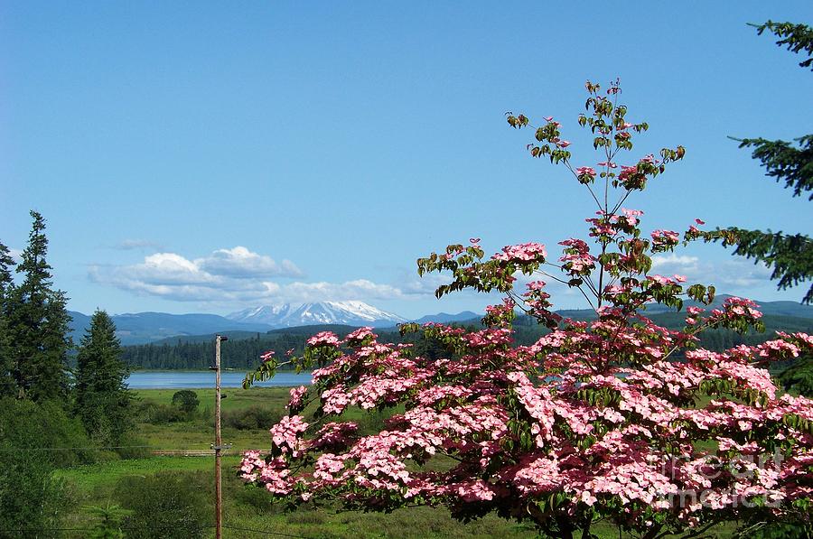 Mt Helens Behind the Dogwood Photograph by Charles Robinson