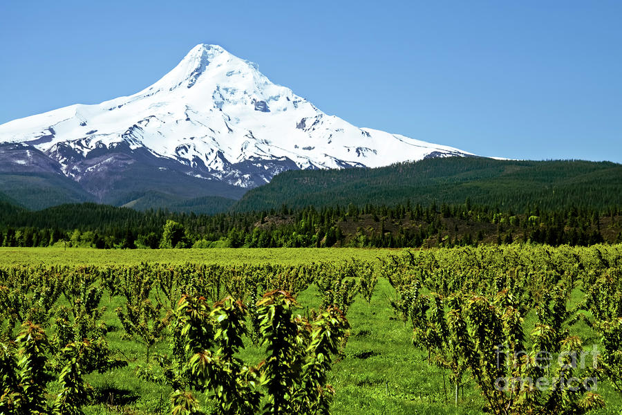 Mt. Hood Oregon with Fruit Orchard in Foreground Photograph by Sherry  Curry