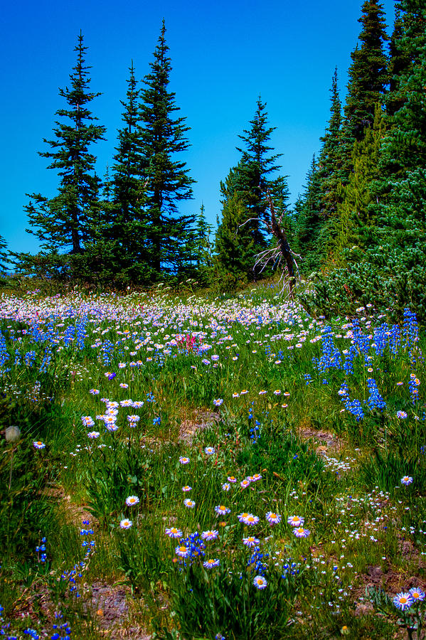 Mt Rainier Meadow Photograph by David Patterson