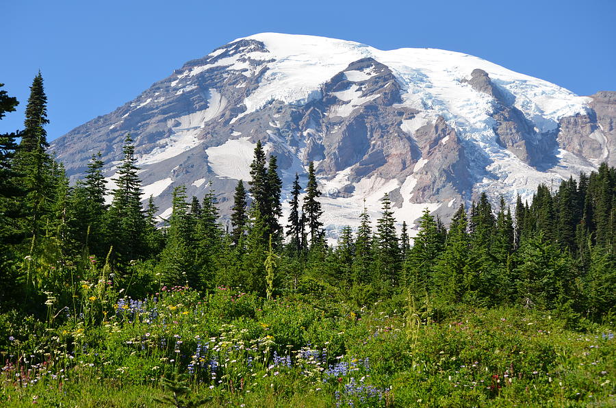 Mt Rainier Photograph by Sunita Shastri | Fine Art America