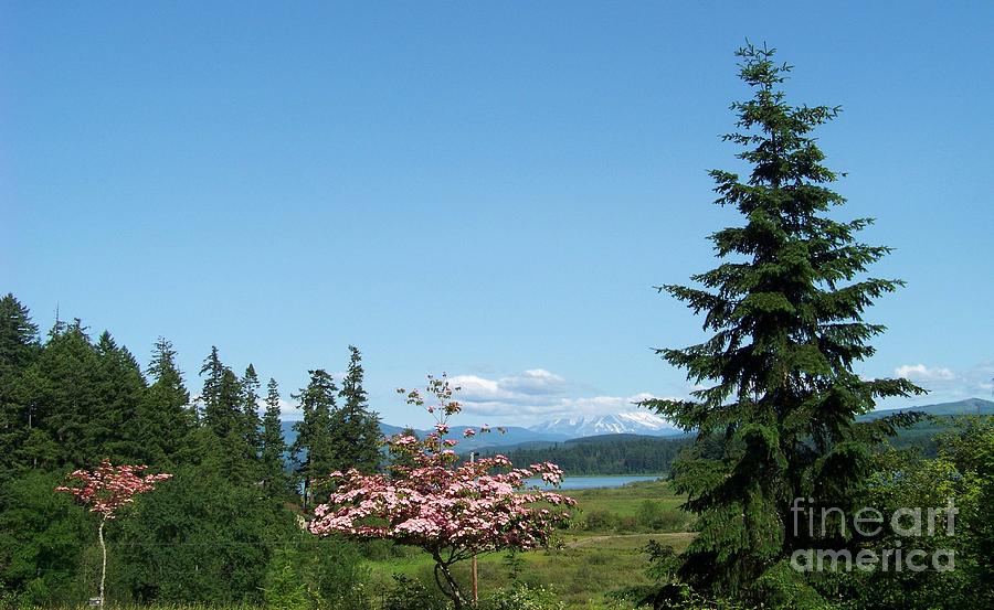 Mt St Helens in the Distance - A Panorama Photograph by Charles Robinson