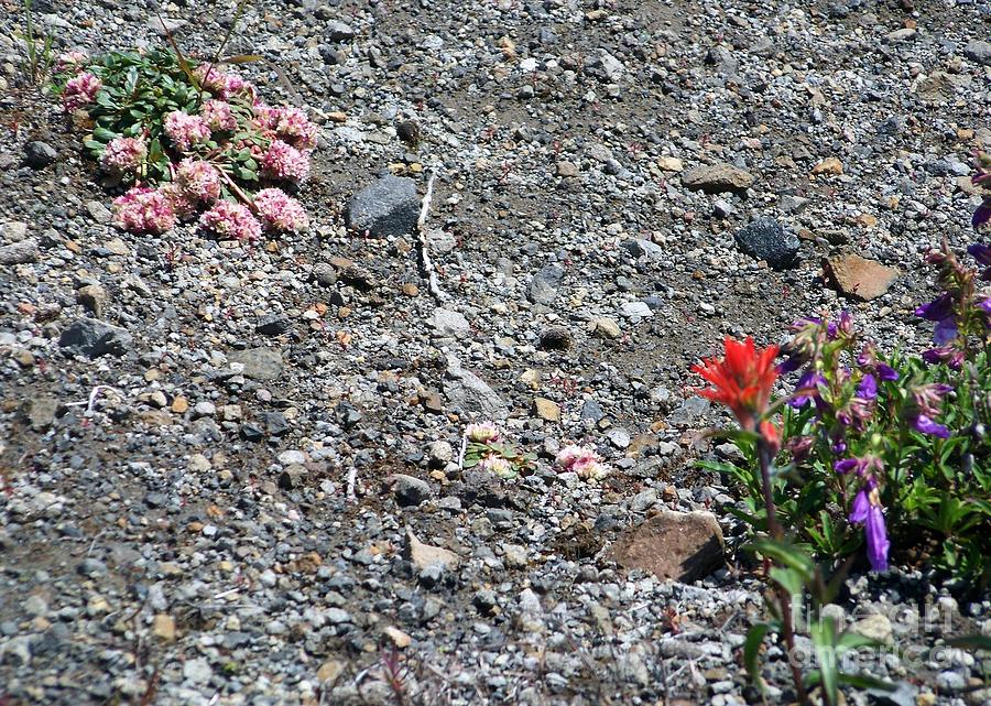 Mt St Helens Volcano Flowers Photograph by Charles Robinson