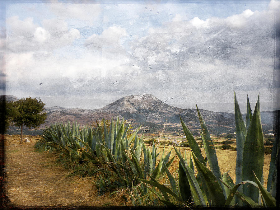 Aloe Photograph - Mt Zeus by Stacey Granger