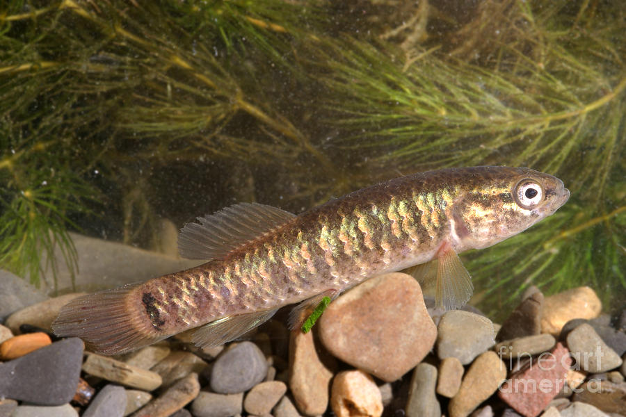 Mud Minnow Photograph by Ted Kinsman - Pixels