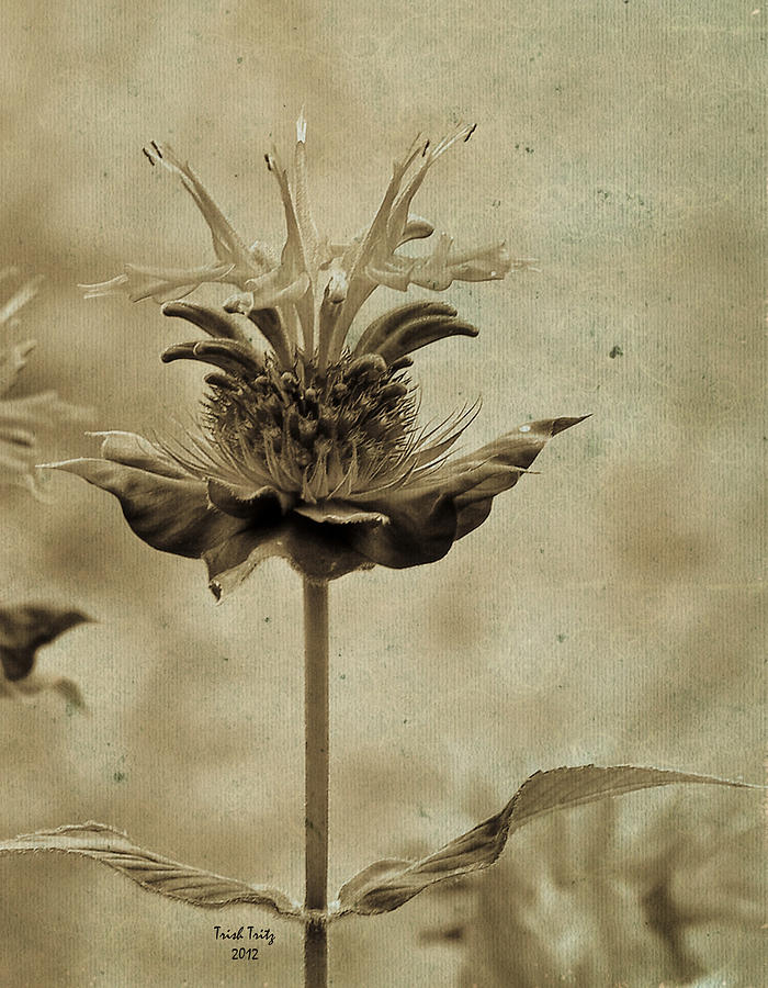 Flower Photograph - Mud Slide Slim by Trish Tritz