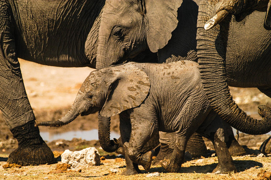 Elephant Photograph - Mud spatters by Alistair Lyne