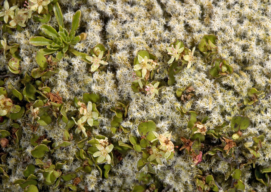 Muehlenbeckia Axillaris Photograph by Bob Gibbons - Fine Art America