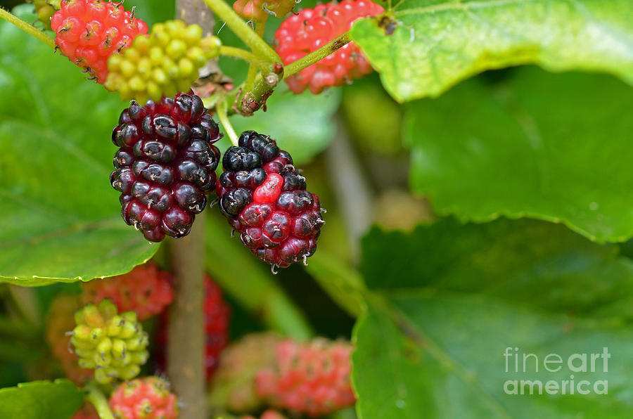 Mulberries Photograph by Laura Mountainspring