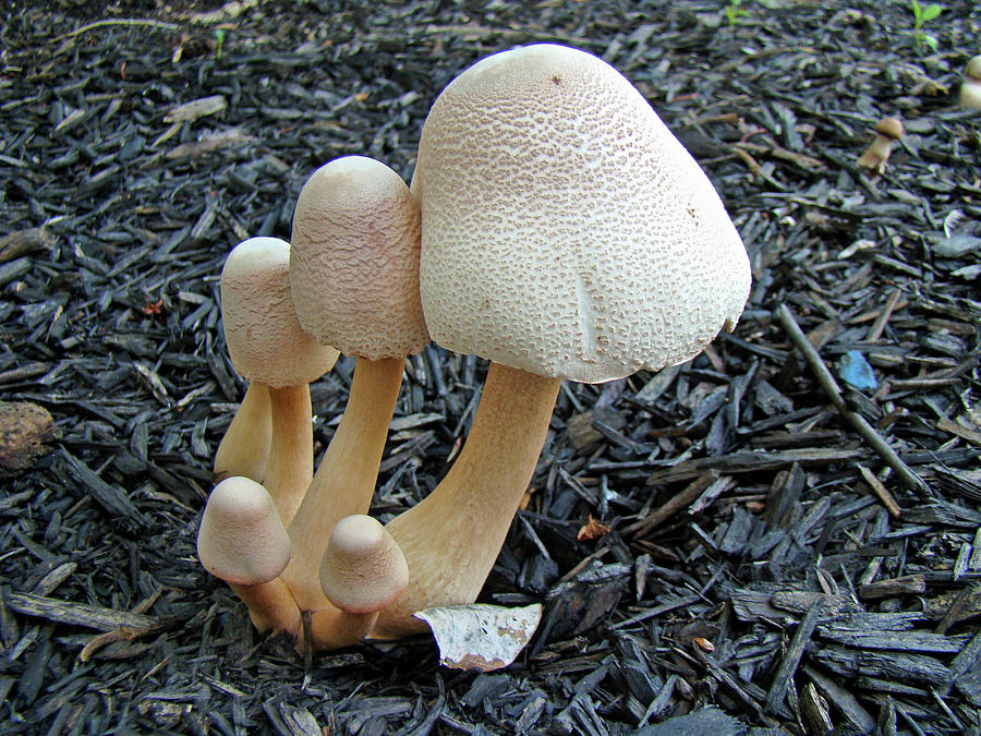 Mulch Mushrooms - Leucoagaricus americanus - Peck - Vellinga Photograph by Carol Senske