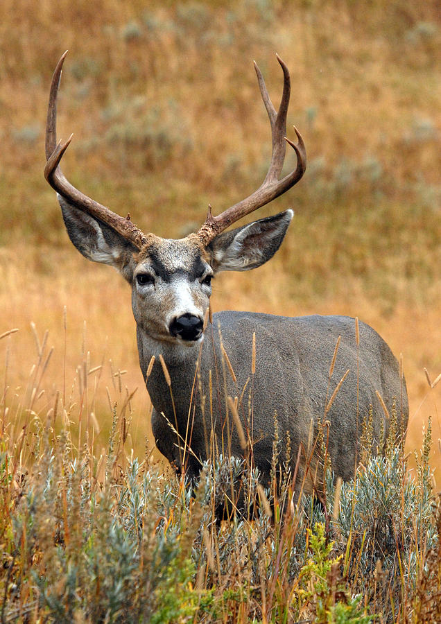 Mule Buck Photograph by Wade Aiken