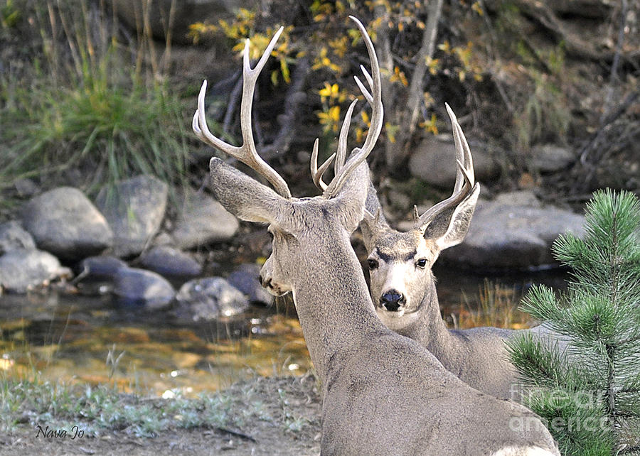 Mule Deer Antlers Photograph by Nava Thompson