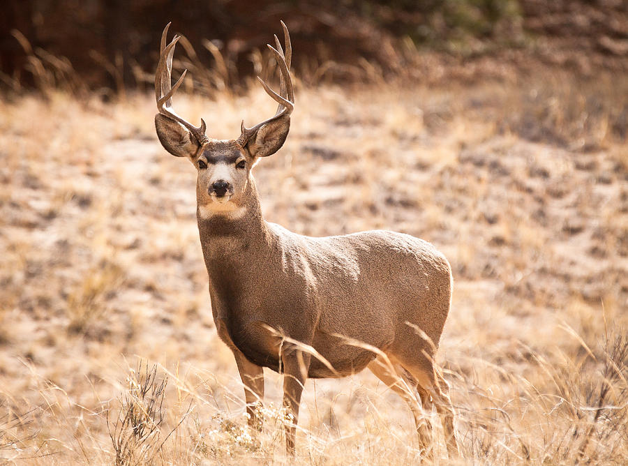 Mule Deer Buck Photograph by Adam Pender