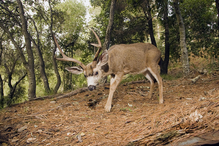Mule Deer Buck In Forest Aptos Photograph by Sebastian Kennerknecht