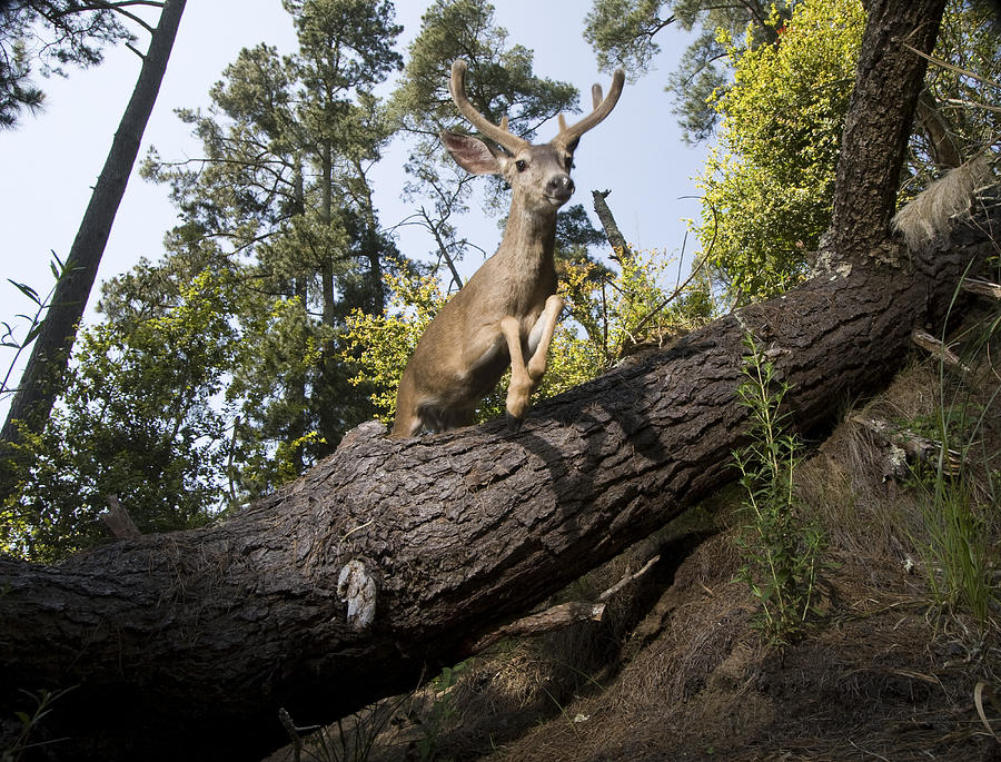 Mule Deer Buck Jumping Aptos California Photograph by Sebastian Kennerknecht