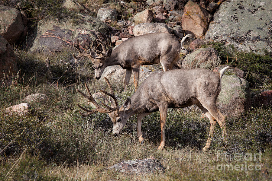 Mule Deer Bucks Photograph by Ronald Lutz