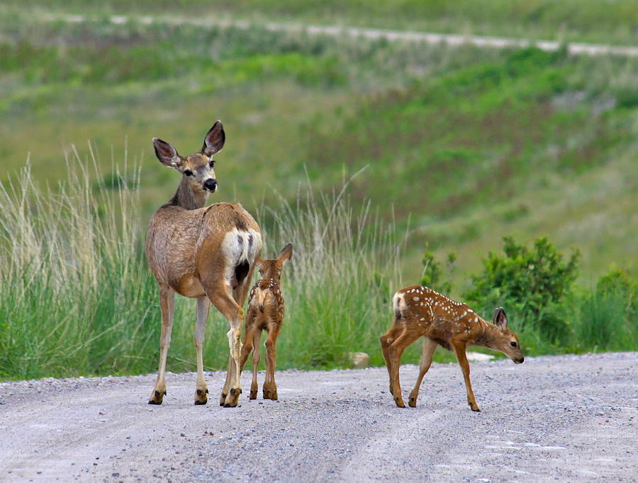 Deer Photograph - Mule Deer Doe and Twin Fawns by Karon Melillo DeVega