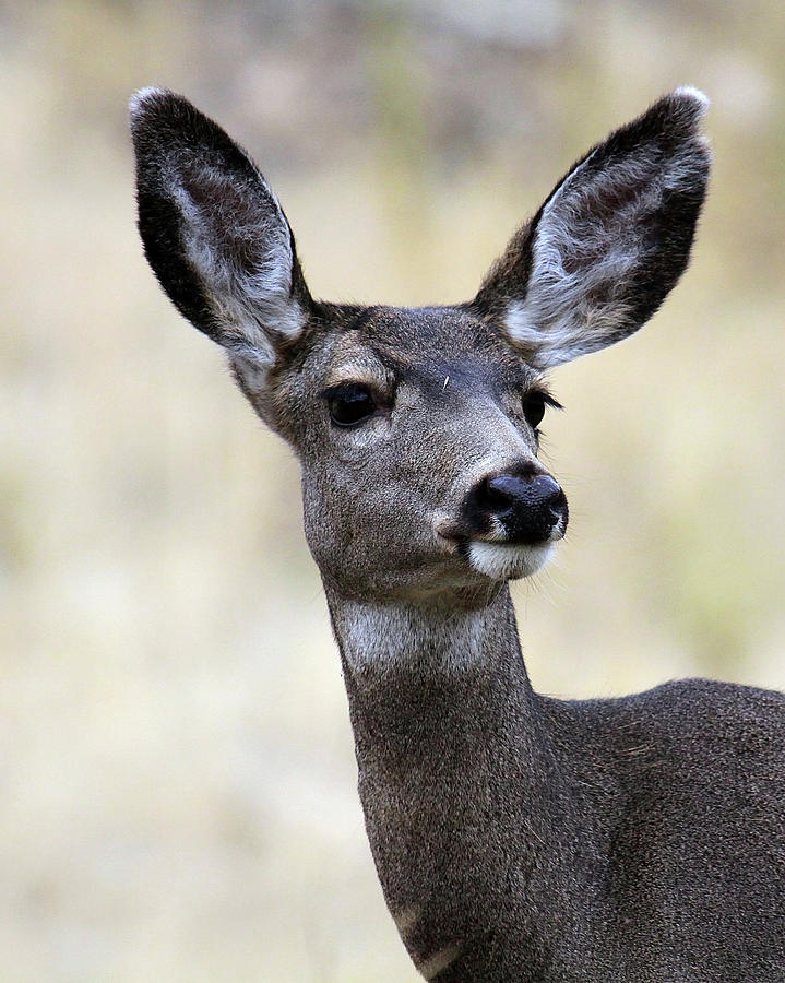 Mule Deer Doe Photograph by Steve McKinzie