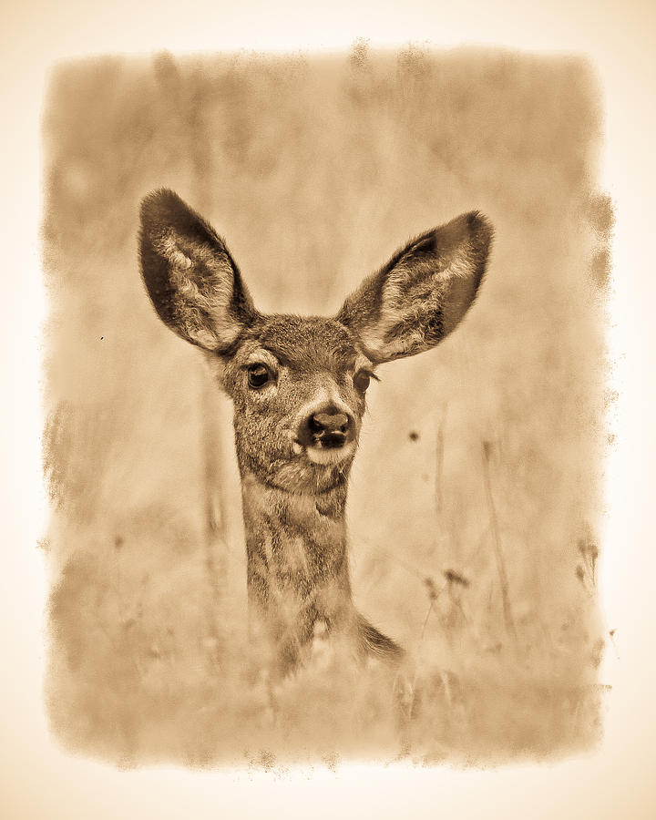 Mule Deer Fawn Photograph by Steve McKinzie