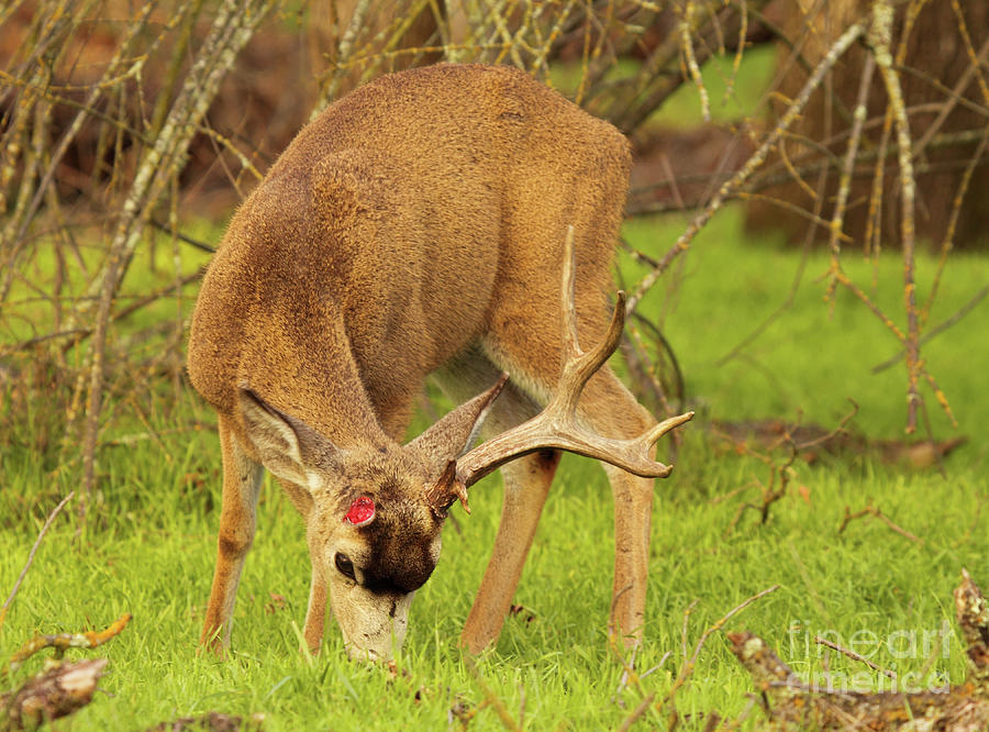 Mule Deer Feeding With One Antler Photograph by Max Allen