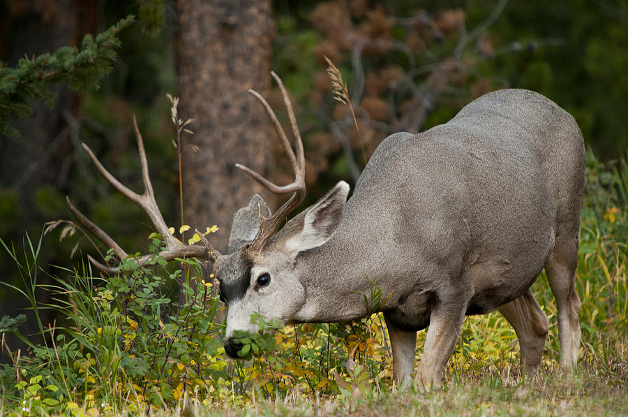 Mule Deer Grazing Photograph by Alicia White