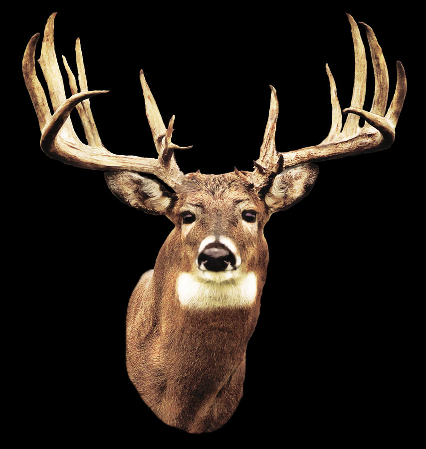 Mule Deer Head Digital Art by Walter Colvin