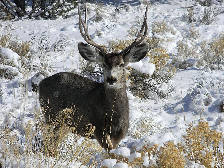 Mule Deer In Winter Photograph by Daniel Dodd