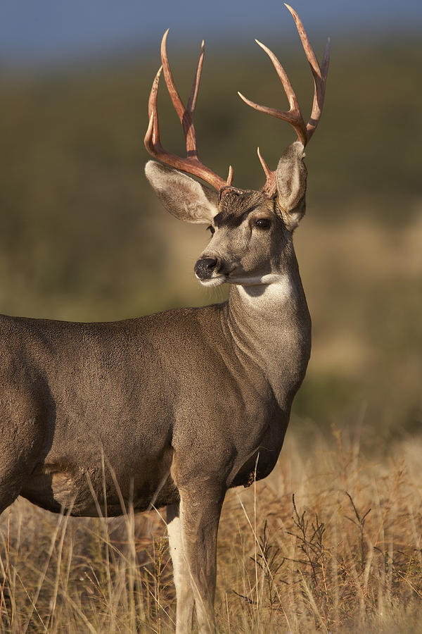 Mule Deer Male In Dry Grass North Photograph by Tim Fitzharris - Pixels