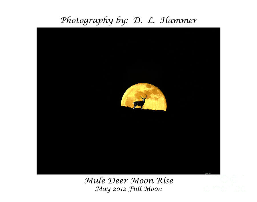 Mule Deer Moon Rise Photograph by Dennis Hammer